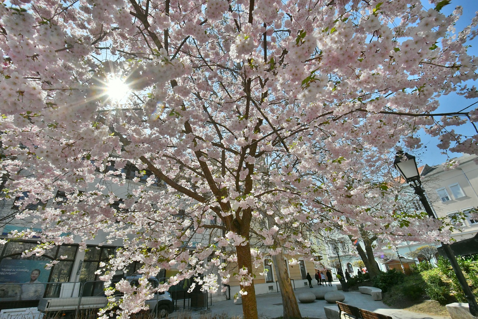 Virágzó fák kora tavasszal Fehérvár közterületein